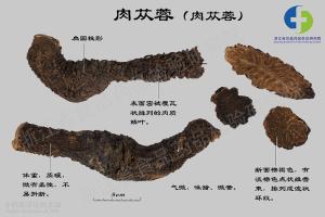 肉苁蓉 标本图